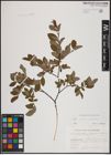 Foto von Salix aurita L. x Salix myrtilloides L.